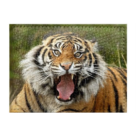 Обложка для студенческого билета с принтом Тигр в Новосибирске, натуральная кожа | Размер: 11*8 см; Печать на всей внешней стороне | Тематика изображения на принте: angry | animal | beast | jaws | predator | teeth | tiger | животное | зверь | злой | клыки | оскал | пасть | тигр | хищник