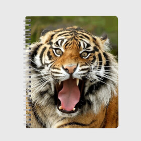 Тетрадь с принтом Тигр в Новосибирске, 100% бумага | 48 листов, плотность листов — 60 г/м2, плотность картонной обложки — 250 г/м2. Листы скреплены сбоку удобной пружинной спиралью. Уголки страниц и обложки скругленные. Цвет линий — светло-серый
 | Тематика изображения на принте: angry | animal | beast | jaws | predator | teeth | tiger | животное | зверь | злой | клыки | оскал | пасть | тигр | хищник