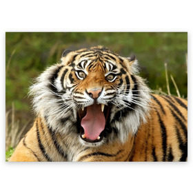 Поздравительная открытка с принтом Тигр в Новосибирске, 100% бумага | плотность бумаги 280 г/м2, матовая, на обратной стороне линовка и место для марки
 | Тематика изображения на принте: angry | animal | beast | jaws | predator | teeth | tiger | животное | зверь | злой | клыки | оскал | пасть | тигр | хищник