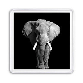 Магнит 55*55 с принтом Слон в Новосибирске, Пластик | Размер: 65*65 мм; Размер печати: 55*55 мм | africa | big | black   white | elephant is an animal | shroud | tusks | африка | бивни | большой | животное | идет | савана | слон | черно   белый
