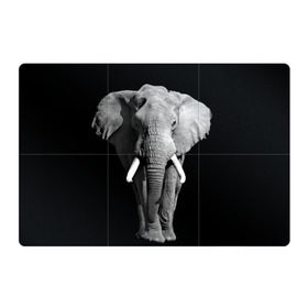 Магнитный плакат 3Х2 с принтом Слон в Новосибирске, Полимерный материал с магнитным слоем | 6 деталей размером 9*9 см | africa | big | black   white | elephant is an animal | shroud | tusks | африка | бивни | большой | животное | идет | савана | слон | черно   белый