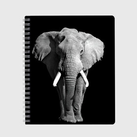 Тетрадь с принтом Слон в Новосибирске, 100% бумага | 48 листов, плотность листов — 60 г/м2, плотность картонной обложки — 250 г/м2. Листы скреплены сбоку удобной пружинной спиралью. Уголки страниц и обложки скругленные. Цвет линий — светло-серый
 | africa | big | black   white | elephant is an animal | shroud | tusks | африка | бивни | большой | животное | идет | савана | слон | черно   белый