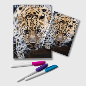 Блокнот с принтом Леопард в Новосибирске, 100% бумага | 48 листов, плотность листов — 60 г/м2, плотность картонной обложки — 250 г/м2. Листы скреплены удобной пружинной спиралью. Цвет линий — светло-серый
 | взгляд | глаза | дикая кошка | леопард | хищник