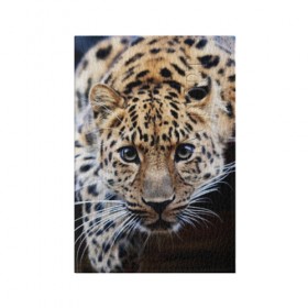 Обложка для паспорта матовая кожа с принтом Леопард в Новосибирске, натуральная матовая кожа | размер 19,3 х 13,7 см; прозрачные пластиковые крепления | Тематика изображения на принте: взгляд | глаза | дикая кошка | леопард | хищник