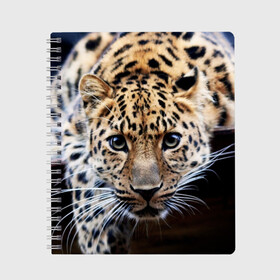 Тетрадь с принтом Леопард в Новосибирске, 100% бумага | 48 листов, плотность листов — 60 г/м2, плотность картонной обложки — 250 г/м2. Листы скреплены сбоку удобной пружинной спиралью. Уголки страниц и обложки скругленные. Цвет линий — светло-серый
 | взгляд | глаза | дикая кошка | леопард | хищник