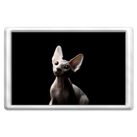 Магнит 45*70 с принтом Сфинкс в Новосибирске, Пластик | Размер: 78*52 мм; Размер печати: 70*45 | Тематика изображения на принте: black | cat | взгляд | кот | котик | котэ | кошка | сфинкс | уши | черный