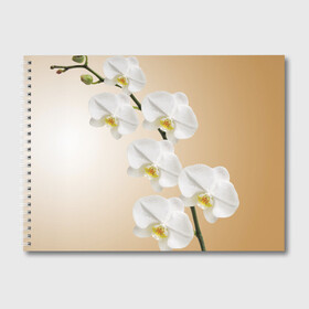 Альбом для рисования с принтом Orhid в Новосибирске, 100% бумага
 | матовая бумага, плотность 200 мг. | Тематика изображения на принте: девушки | красота | орхидея | прелесть | цветы