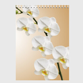 Скетчбук с принтом Orhid в Новосибирске, 100% бумага
 | 48 листов, плотность листов — 100 г/м2, плотность картонной обложки — 250 г/м2. Листы скреплены сверху удобной пружинной спиралью | Тематика изображения на принте: девушки | красота | орхидея | прелесть | цветы