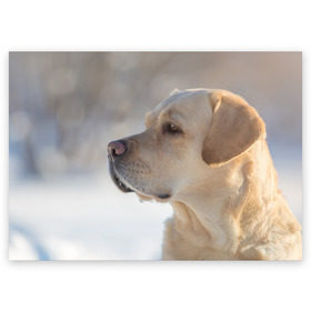 Поздравительная открытка с принтом Лабрадор в Новосибирске, 100% бумага | плотность бумаги 280 г/м2, матовая, на обратной стороне линовка и место для марки
 | далматин | далматинец | дворняга | лабрадор | любимец | овчарка | пес | питомец | самоед | собака | собачка | щенок