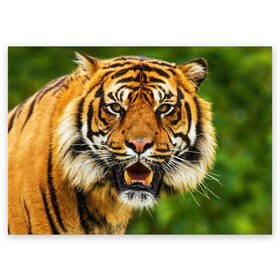 Поздравительная открытка с принтом Тигр в Новосибирске, 100% бумага | плотность бумаги 280 г/м2, матовая, на обратной стороне линовка и место для марки
 | дикая кошка | животное | клыки | лев | тигр. tiger | хищник