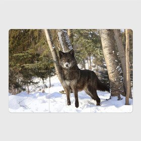 Магнитный плакат 3Х2 с принтом Король леса в Новосибирске, Полимерный материал с магнитным слоем | 6 деталей размером 9*9 см | волки | животные | зима | зимние | картинки | снег | фото