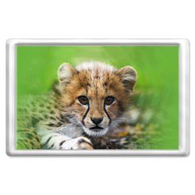 Магнит 45*70 с принтом Котёнок гепарда в Новосибирске, Пластик | Размер: 78*52 мм; Размер печати: 70*45 | Тематика изображения на принте: гепард | дикая кошка | котёнок | кошка | лев | природа | тигр | хищник | ягуар