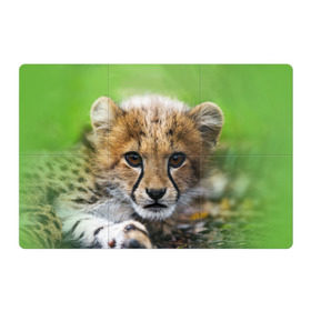 Магнитный плакат 3Х2 с принтом Котёнок гепарда в Новосибирске, Полимерный материал с магнитным слоем | 6 деталей размером 9*9 см | Тематика изображения на принте: гепард | дикая кошка | котёнок | кошка | лев | природа | тигр | хищник | ягуар