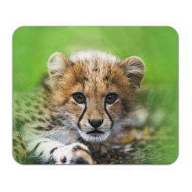 Коврик прямоугольный с принтом Котёнок гепарда в Новосибирске, натуральный каучук | размер 230 х 185 мм; запечатка лицевой стороны | гепард | дикая кошка | котёнок | кошка | лев | природа | тигр | хищник | ягуар
