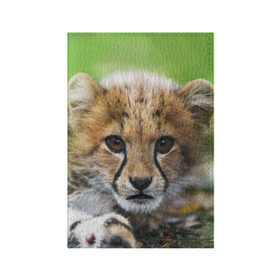 Обложка для паспорта матовая кожа с принтом Котёнок гепарда в Новосибирске, натуральная матовая кожа | размер 19,3 х 13,7 см; прозрачные пластиковые крепления | гепард | дикая кошка | котёнок | кошка | лев | природа | тигр | хищник | ягуар