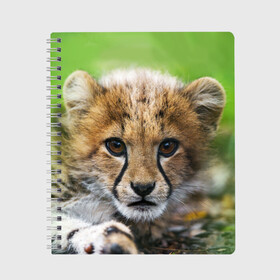 Тетрадь с принтом Котёнок гепарда в Новосибирске, 100% бумага | 48 листов, плотность листов — 60 г/м2, плотность картонной обложки — 250 г/м2. Листы скреплены сбоку удобной пружинной спиралью. Уголки страниц и обложки скругленные. Цвет линий — светло-серый
 | гепард | дикая кошка | котёнок | кошка | лев | природа | тигр | хищник | ягуар