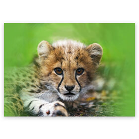 Поздравительная открытка с принтом Котёнок гепарда в Новосибирске, 100% бумага | плотность бумаги 280 г/м2, матовая, на обратной стороне линовка и место для марки
 | гепард | дикая кошка | котёнок | кошка | лев | природа | тигр | хищник | ягуар