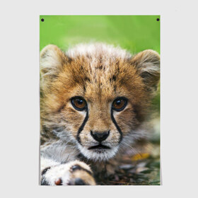 Постер с принтом Котёнок гепарда в Новосибирске, 100% бумага
 | бумага, плотность 150 мг. Матовая, но за счет высокого коэффициента гладкости имеет небольшой блеск и дает на свету блики, но в отличии от глянцевой бумаги не покрыта лаком | гепард | дикая кошка | котёнок | кошка | лев | природа | тигр | хищник | ягуар