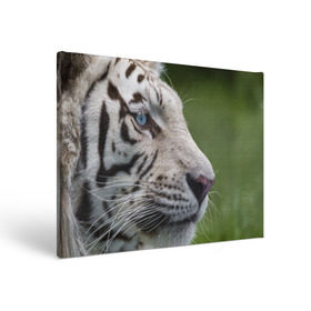 Холст прямоугольный с принтом Белый тигр в Новосибирске, 100% ПВХ |  | абессинкая | домашние | животные | кот | котенок | кошка | порода | сиамская | тигр | хищник