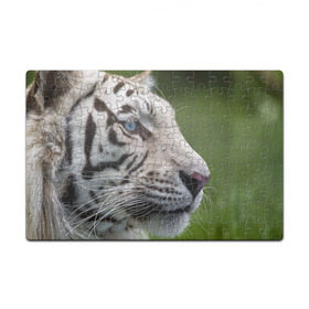 Пазл магнитный 126 элементов с принтом Белый тигр в Новосибирске, полимерный материал с магнитным слоем | 126 деталей, размер изделия —  180*270 мм | абессинкая | домашние | животные | кот | котенок | кошка | порода | сиамская | тигр | хищник