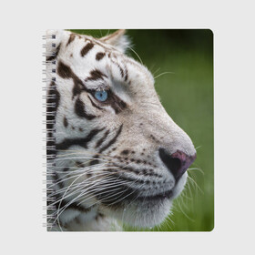 Тетрадь с принтом Белый тигр в Новосибирске, 100% бумага | 48 листов, плотность листов — 60 г/м2, плотность картонной обложки — 250 г/м2. Листы скреплены сбоку удобной пружинной спиралью. Уголки страниц и обложки скругленные. Цвет линий — светло-серый
 | Тематика изображения на принте: абессинкая | домашние | животные | кот | котенок | кошка | порода | сиамская | тигр | хищник