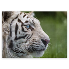 Поздравительная открытка с принтом Белый тигр в Новосибирске, 100% бумага | плотность бумаги 280 г/м2, матовая, на обратной стороне линовка и место для марки
 | Тематика изображения на принте: абессинкая | домашние | животные | кот | котенок | кошка | порода | сиамская | тигр | хищник