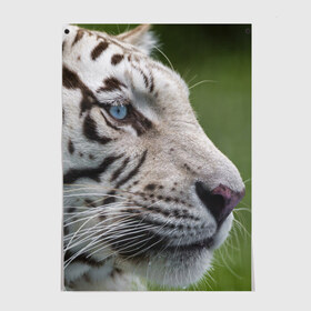 Постер с принтом Белый тигр в Новосибирске, 100% бумага
 | бумага, плотность 150 мг. Матовая, но за счет высокого коэффициента гладкости имеет небольшой блеск и дает на свету блики, но в отличии от глянцевой бумаги не покрыта лаком | абессинкая | домашние | животные | кот | котенок | кошка | порода | сиамская | тигр | хищник