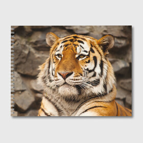 Альбом для рисования с принтом Тигр в Новосибирске, 100% бумага
 | матовая бумага, плотность 200 мг. | Тематика изображения на принте: амурский | животные | киса | кот | котенок | кошка | пума | рысь | серый | тигр | хищник