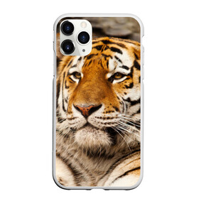 Чехол для iPhone 11 Pro Max матовый с принтом Тигр в Новосибирске, Силикон |  | Тематика изображения на принте: амурский | животные | киса | кот | котенок | кошка | пума | рысь | серый | тигр | хищник