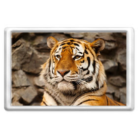 Магнит 45*70 с принтом Тигр в Новосибирске, Пластик | Размер: 78*52 мм; Размер печати: 70*45 | амурский | животные | киса | кот | котенок | кошка | пума | рысь | серый | тигр | хищник