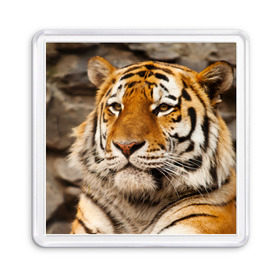 Магнит 55*55 с принтом Тигр в Новосибирске, Пластик | Размер: 65*65 мм; Размер печати: 55*55 мм | амурский | животные | киса | кот | котенок | кошка | пума | рысь | серый | тигр | хищник