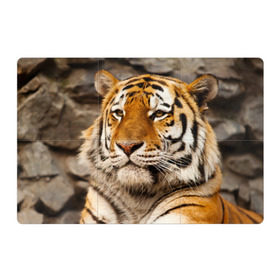 Магнитный плакат 3Х2 с принтом Тигр в Новосибирске, Полимерный материал с магнитным слоем | 6 деталей размером 9*9 см | Тематика изображения на принте: амурский | животные | киса | кот | котенок | кошка | пума | рысь | серый | тигр | хищник