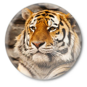 Значок с принтом Тигр в Новосибирске,  металл | круглая форма, металлическая застежка в виде булавки | Тематика изображения на принте: амурский | животные | киса | кот | котенок | кошка | пума | рысь | серый | тигр | хищник