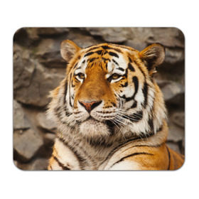 Коврик прямоугольный с принтом Тигр в Новосибирске, натуральный каучук | размер 230 х 185 мм; запечатка лицевой стороны | амурский | животные | киса | кот | котенок | кошка | пума | рысь | серый | тигр | хищник