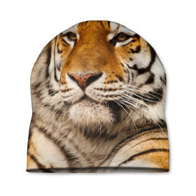Шапка 3D с принтом Тигр в Новосибирске, 100% полиэстер | универсальный размер, печать по всей поверхности изделия | Тематика изображения на принте: амурский | животные | киса | кот | котенок | кошка | пума | рысь | серый | тигр | хищник