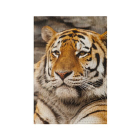 Обложка для паспорта матовая кожа с принтом Тигр в Новосибирске, натуральная матовая кожа | размер 19,3 х 13,7 см; прозрачные пластиковые крепления | амурский | животные | киса | кот | котенок | кошка | пума | рысь | серый | тигр | хищник