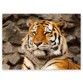 Поздравительная открытка с принтом Тигр в Новосибирске, 100% бумага | плотность бумаги 280 г/м2, матовая, на обратной стороне линовка и место для марки
 | Тематика изображения на принте: амурский | животные | киса | кот | котенок | кошка | пума | рысь | серый | тигр | хищник