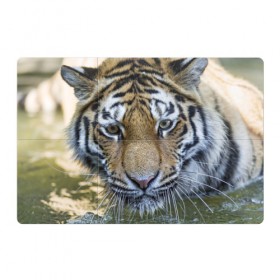 Магнитный плакат 3Х2 с принтом Тигр в Новосибирске, Полимерный материал с магнитным слоем | 6 деталей размером 9*9 см | Тематика изображения на принте: животные | кошка | лев | тигр | тигренок | тигрица | хищник