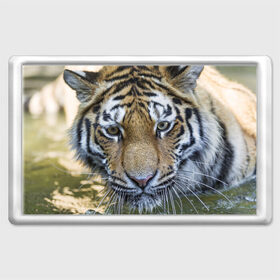 Магнит 45*70 с принтом Тигр в Новосибирске, Пластик | Размер: 78*52 мм; Размер печати: 70*45 | Тематика изображения на принте: животные | кошка | лев | тигр | тигренок | тигрица | хищник