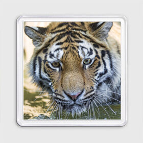 Магнит 55*55 с принтом Тигр в Новосибирске, Пластик | Размер: 65*65 мм; Размер печати: 55*55 мм | Тематика изображения на принте: животные | кошка | лев | тигр | тигренок | тигрица | хищник