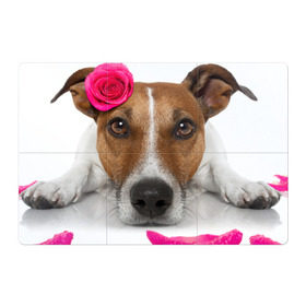Магнитный плакат 3Х2 с принтом Джек рассел с розой в Новосибирске, Полимерный материал с магнитным слоем | 6 деталей размером 9*9 см | волкодав | дворняжка | джек | джек рассел | домашние животные | любимец | мопс | овчарка | пес | песик | питомец | рассел | сенбернар | собака | собачка