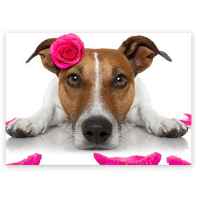 Поздравительная открытка с принтом Джек рассел с розой в Новосибирске, 100% бумага | плотность бумаги 280 г/м2, матовая, на обратной стороне линовка и место для марки
 | волкодав | дворняжка | джек | джек рассел | домашние животные | любимец | мопс | овчарка | пес | песик | питомец | рассел | сенбернар | собака | собачка