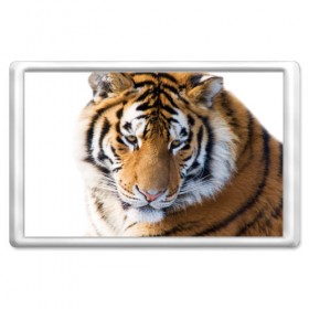 Магнит 45*70 с принтом Тигр в Новосибирске, Пластик | Размер: 78*52 мм; Размер печати: 70*45 | амурский | животные | киса | кот | котенок | кошка | пума | рысь | серый | тигр | хищник