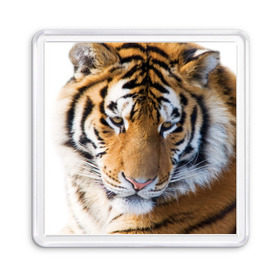 Магнит 55*55 с принтом Тигр в Новосибирске, Пластик | Размер: 65*65 мм; Размер печати: 55*55 мм | амурский | животные | киса | кот | котенок | кошка | пума | рысь | серый | тигр | хищник