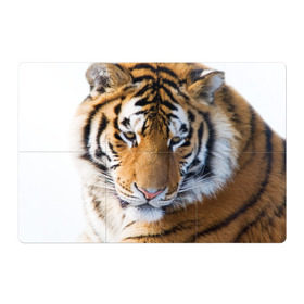 Магнитный плакат 3Х2 с принтом Тигр в Новосибирске, Полимерный материал с магнитным слоем | 6 деталей размером 9*9 см | амурский | животные | киса | кот | котенок | кошка | пума | рысь | серый | тигр | хищник