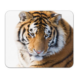 Коврик прямоугольный с принтом Тигр в Новосибирске, натуральный каучук | размер 230 х 185 мм; запечатка лицевой стороны | амурский | животные | киса | кот | котенок | кошка | пума | рысь | серый | тигр | хищник