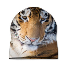 Шапка 3D с принтом Тигр в Новосибирске, 100% полиэстер | универсальный размер, печать по всей поверхности изделия | амурский | животные | киса | кот | котенок | кошка | пума | рысь | серый | тигр | хищник