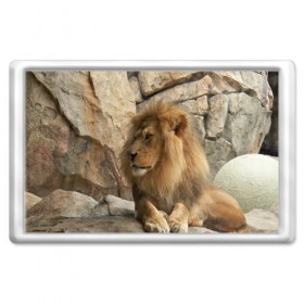 Магнит 45*70 с принтом Лев в Новосибирске, Пластик | Размер: 78*52 мм; Размер печати: 70*45 | амурский | животные | киса | кот | котенок | кошка | лев | львица | пума | рысь | серый | тигр | хищник