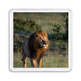 Магнит 55*55 с принтом Лев в Новосибирске, Пластик | Размер: 65*65 мм; Размер печати: 55*55 мм | амурский | животные | киса | кот | котенок | кошка | лев | львица | пума | рысь | серый | тигр | хищник