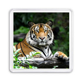 Магнит 55*55 с принтом Тигр в джунглях в Новосибирске, Пластик | Размер: 65*65 мм; Размер печати: 55*55 мм | амурский | животные | зверь | киса | кот | котенок | кошка | тигр | хищник